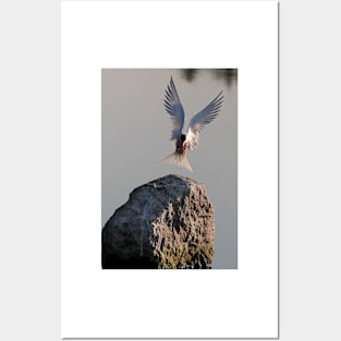 Have fish, will land - Common Tern Posters and Art